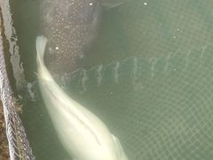 -蓝湾碧波·老字号·疍家非遗海上餐厅