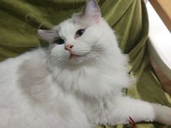 -滚猫咖啡·猫咖·猫友好撸猫(未来城店)