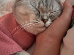 -艾吉宠物医院·疑难杂症转诊中心·猫友好(碧江路院)