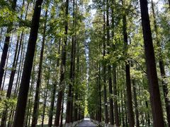 -黄海国家森林公园