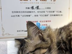 -艾贝尔宠物医院·宠保定点·超声绝育·免疫点(樱花路店)