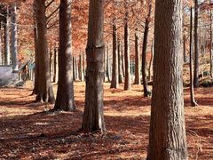 -上海海湾国家森林公园