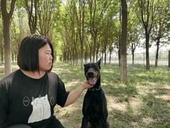 -北京京卫宠物寄养训练中心