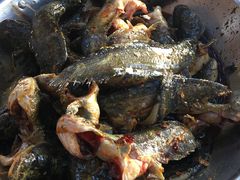 -金海椒罐罐鲢鱼(东方桂苑店)