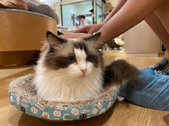 -滚猫咖啡·猫咖·猫友好撸猫(未来城店)