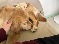 -怪兽屋·羊驼·猫咖·狗咖(俊华广场店)