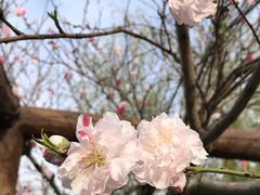 -南汇桃花村