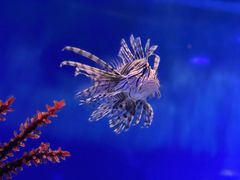 -贝林大翅鲸简餐厅(国家海洋博物馆店)