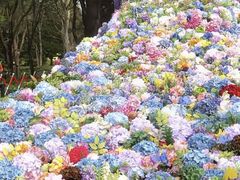 -上海共青森林公园