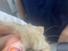 -爱侣宠医·鹦鹉专科·小型哺乳类·异宠专科(灵石路店)