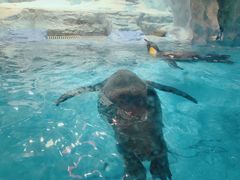 -帝企鹅自助餐厅•儿童岛•真企鹅(长隆企鹅酒店)