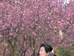 -重庆彩云湖湿地公园