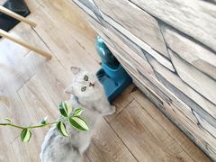 -猫的茶·猫咖