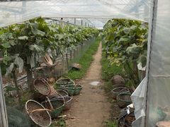 -马陆小张葡萄园农家乐