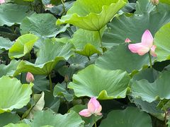 -七的湖·晚芳亭·阳澄湖农家菜·大闸蟹(莲花岛店)