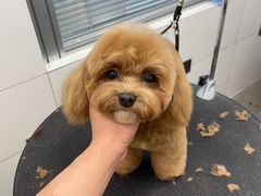 -帕帕拉兹宠物(亚洲旗舰店)