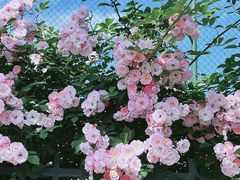 -杭州观成实验学校