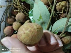 -鸡打鸣熏鸡系列(总店)