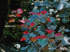 -北京上方山国家森林公园