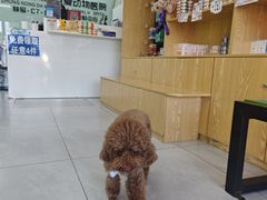 -中农大我爱我爱动物医院·核磁CT·猫病·24小时夜诊中心(石佛营店)