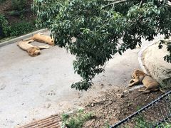 -大连森林动物园