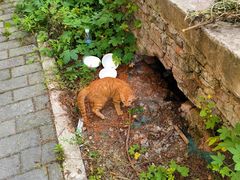 -石井坡(地铁站)