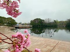-新江湾城公园