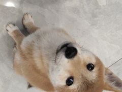 -柴犬小屋·柴餐厅·狗咖食堂(金鼎广场店)