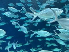 -上海海洋水族馆