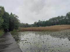 -溱湖国家湿地公园