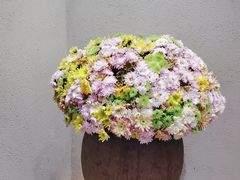 -月龍吟(平安悦坊店)