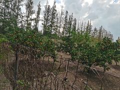 -前小桔亲子创意农场·草莓采摘·露营烧烤