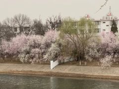 -桃花堤公园