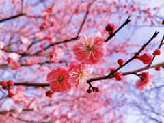 -花开海上生态园