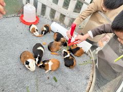 -广州长隆国际大马戏