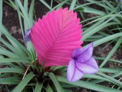 -上海鲜花港