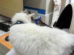 -恒幸动物医院·急重症转诊中心·神经内外科·CT核磁