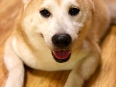-柴犬高等学院·狗咖·柴犬售卖·宠物训练