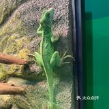 小朋友特别爱把小兔子抱出来撸