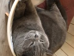 -海边的猫和咖啡馆