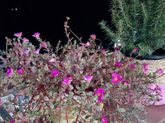 -Cafe Rooftop Cheongsapo