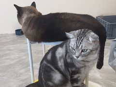 -猫力发电所·宠物专门店