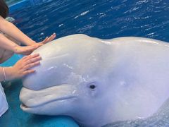 -海合安成都极地海洋公园