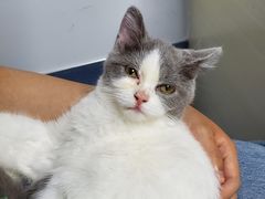 -宠颐生动物医院·猫科·心脏科(海口分院)