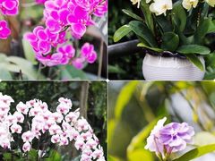 -中国科学院华南植物园