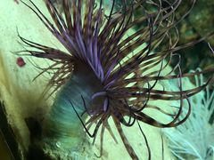 -北戴河圣蓝海洋公园