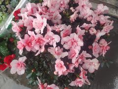 -曲阳花鸟市场(曲阳路店)