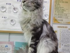 -pd派德宠物中心医院24H急重症·眼科中心·血液透析中心(嵩山北路店)