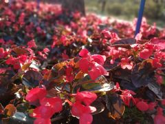 -广东花都湖国家湿地公园