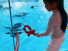 -帝企鹅自助餐厅•儿童岛•真企鹅(长隆企鹅酒店)